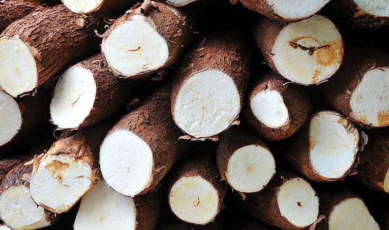 L&agrave; một loại thực vật phổ biến, c&acirc;y sắn c&oacute; gi&aacute; trị dinh dưỡng cao v&agrave; c&oacute; thể sống cả trong kh&iacute; hậu khắc nghiệt. Ảnh: Getty Images