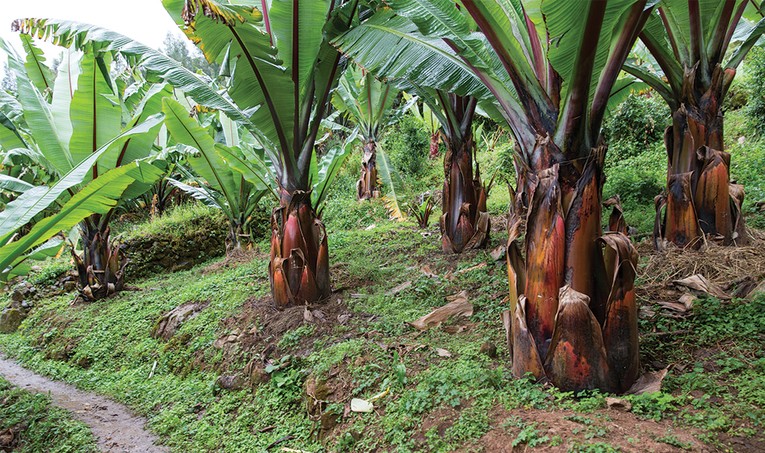 Th&acirc;n v&agrave; rễ c&acirc;y chuối gi&aacute; c&oacute; thể được l&ecirc;n men để nấu ch&aacute;o hoặc l&agrave;m b&aacute;nh mỳ. Ảnh: Getty Images