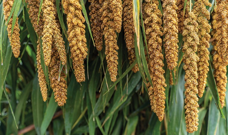 Hạt k&ecirc; c&oacute; thể được sử dụng để l&agrave;m nhiều m&oacute;n kh&aacute;c nhau. Ảnh: Getty Images