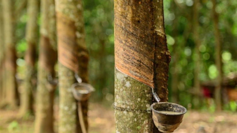 Qu&yacute; II ảm đạm nhưng Cao su Phước H&ograve;a vẫn ghi nhận l&atilde;i nửa đầu năm