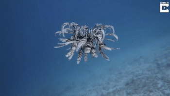 Video độc đáo về cách sao lông vũ bơi trong nước