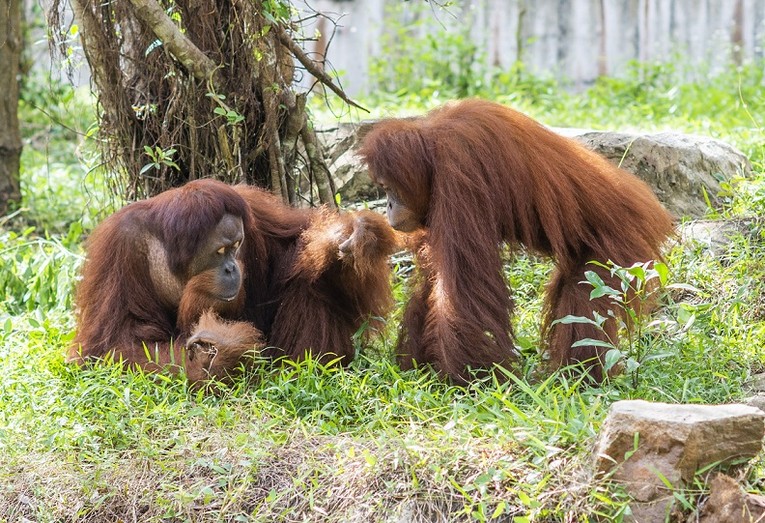 “Biệt đội phản ứng nhanh” của Vinpearl Safari Phú Quốc