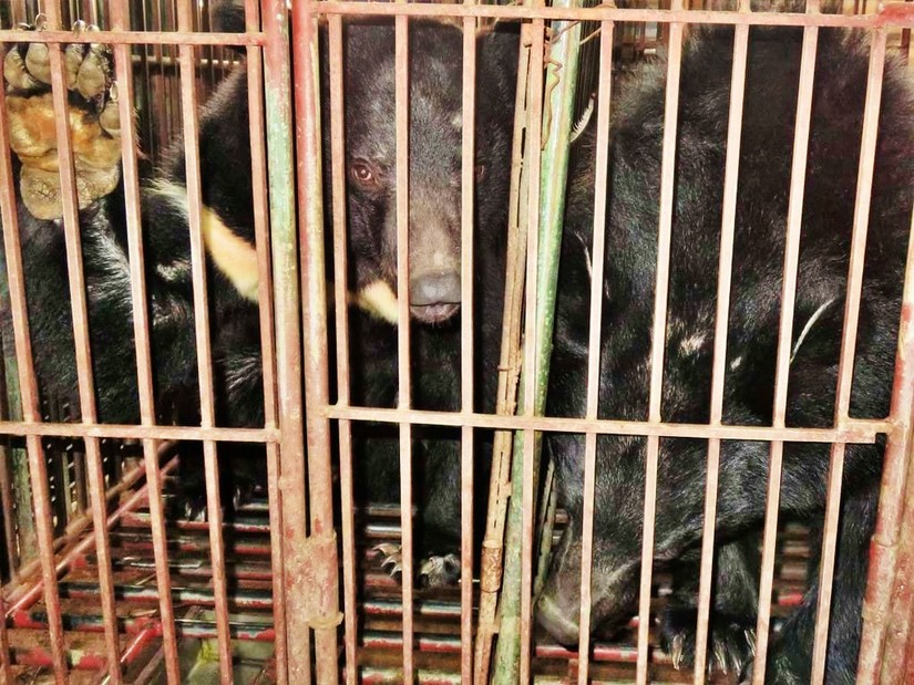 Trung t&acirc;m sẽ ho&agrave;n thiện v&agrave;o năm 2026 v&agrave; cứu hộ, chăm s&oacute;c hơn 300 c&aacute; thể gấu được tiếp nhận từ c&aacute;c cơ sở nu&ocirc;i gấu tư nh&acirc;n, c&aacute;c vụ vi phạm.