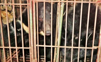 Việt Nam sẽ chấm dứt việc nuôi gấu trong cơ sở tư nhân từ cuối 2026