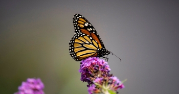 Loài bướm nổi tiếng nhất Bắc Mỹ đứng trước nguy cơ tuyệt chủng