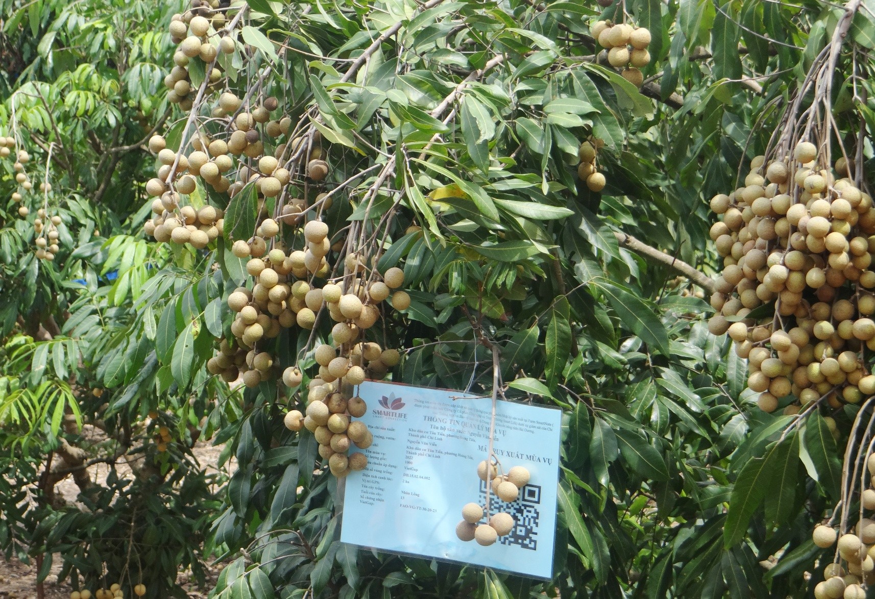 Th&ocirc;ng tin m&ugrave;a vụ được cập nhật v&agrave; quản l&yacute; th&ocirc;ng qua phần mềm nhật k&yacute; sản xuất. Ảnh: Ph&ugrave;ng Nguyện