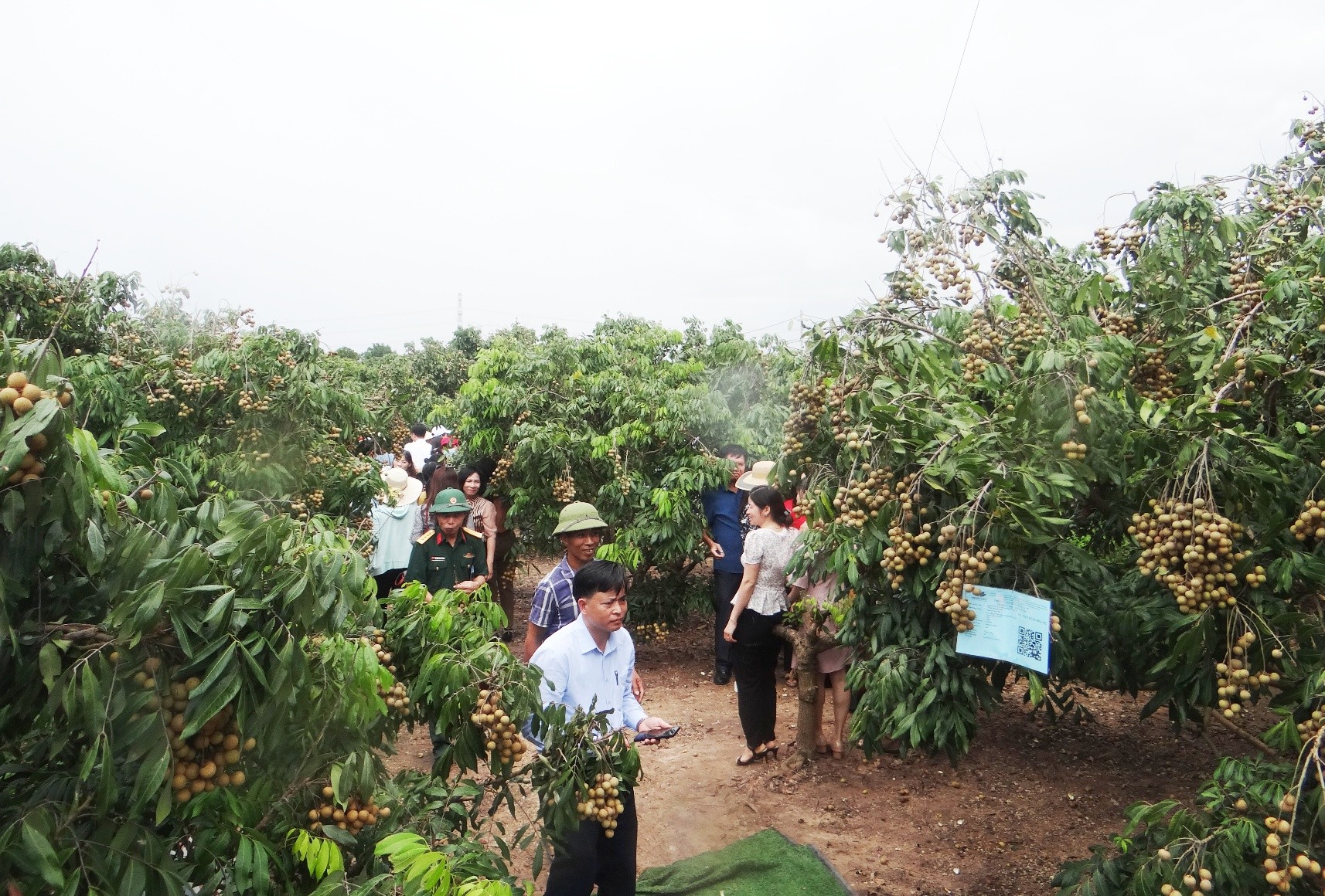 Du kh&aacute;ch th&iacute;ch th&uacute; khi được trực tiếp h&aacute;i v&agrave; thưởng thức nh&atilde;n quả tươi tại vườn. Ảnh: Ph&ugrave;ng Nguyện