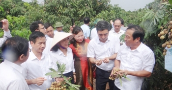 Hải Dương khai mở vườn nhãn xuất khẩu, kết nối thị trường cho nhãn Chí Linh