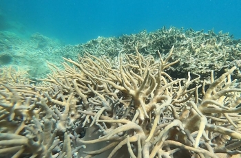 Nha Trang trồng phục hồi san hô ở Hòn Mun