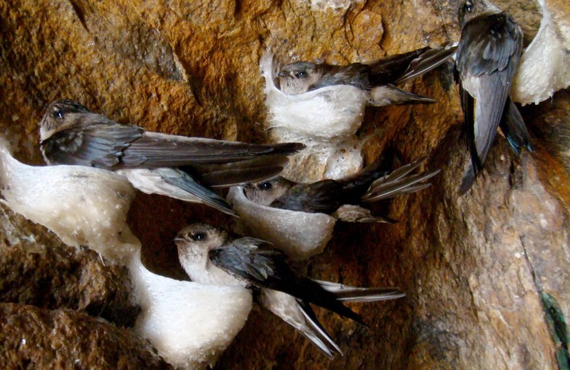 Đẩy mạnh xuất khẩu sản phẩm tổ yến. Ảnh: VGP.