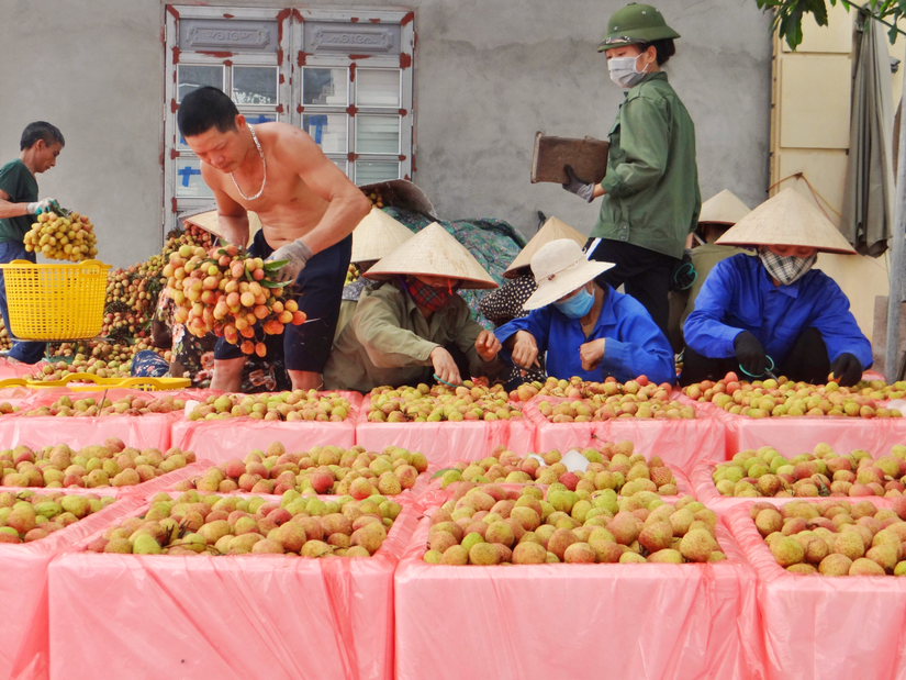 Ng&agrave;nh rau quả c&oacute; triển vọng b&ugrave;ng nổ kim ngạch xuất khẩu d&ugrave; diện t&iacute;ch trồng trọt giảm. Ảnh: Ph&ugrave;ng Nguyện.