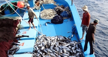 Chính phủ xem xét chính sách miễn giảm thuế cho doanh nghiệp thủy sản