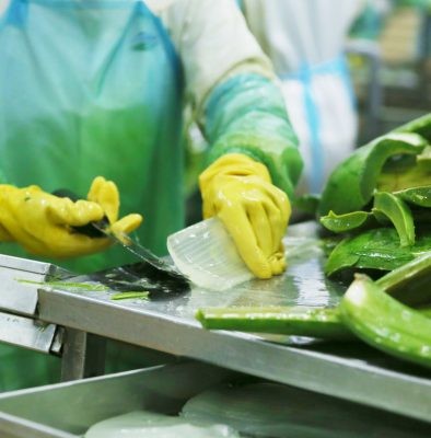 Chủ tịch G.C Food kể chuyện 'tất tay khởi nghiệp' với cây nha đam