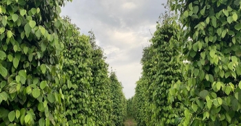 Nguy cơ ‘thất lạc’ thêm một container hàng trong vụ lừa đảo xuất khẩu sang Dubai