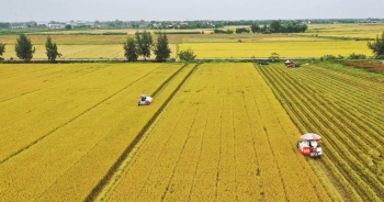 Đầu tư hạ tầng phát triển vùng nguyên liệu lúa gạo tại Tứ giác Long Xuyên