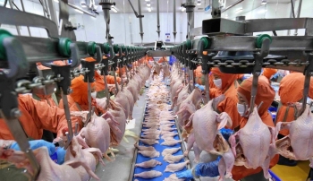 Đặt mục tiêu xuất khẩu thịt gà chế biến sang 12 thị trường trọng điểm