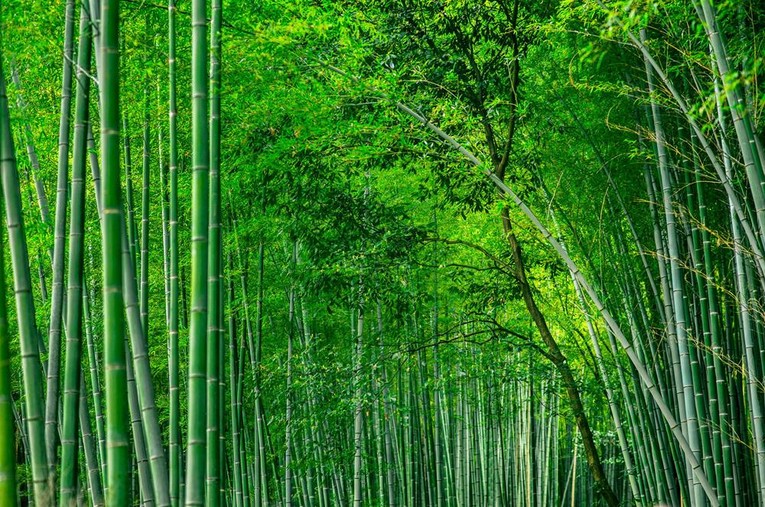 Trồng tre để khai th&aacute;c nguy&ecirc;n liệu sản xuất tại Cao Bằng.