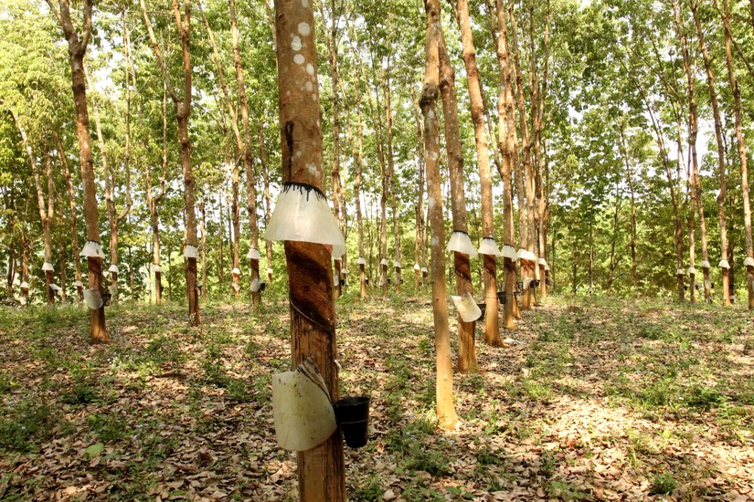 Cao su Phước H&ograve;a đặt mục ti&ecirc;u đạt 24% lợi nhuận năm trong qu&yacute; III