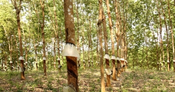 Cao su Phước Hòa đặt mục tiêu đạt 24% lợi nhuận năm trong quý III