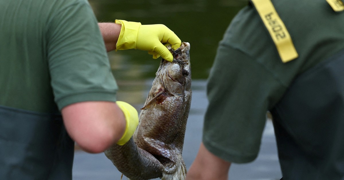Ba Lan chưa phát hiện độc tố khiến cá chết hàng loạt trên sông Oder