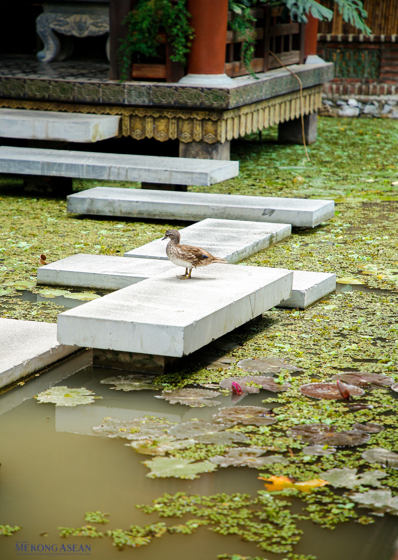 Ao nằm cạnh khu tam quan của ch&ugrave;a c&oacute; vịt ta, vịt trời v&agrave; nhiều loại chim sinh sống tạo ra một kh&ocirc;ng gian thanh tịnh nhưng gắn liền với thi&ecirc;n nhi&ecirc;n.