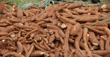 Dịch bệnh gây ảnh hưởng đến sản lượng xuất khẩu sắn