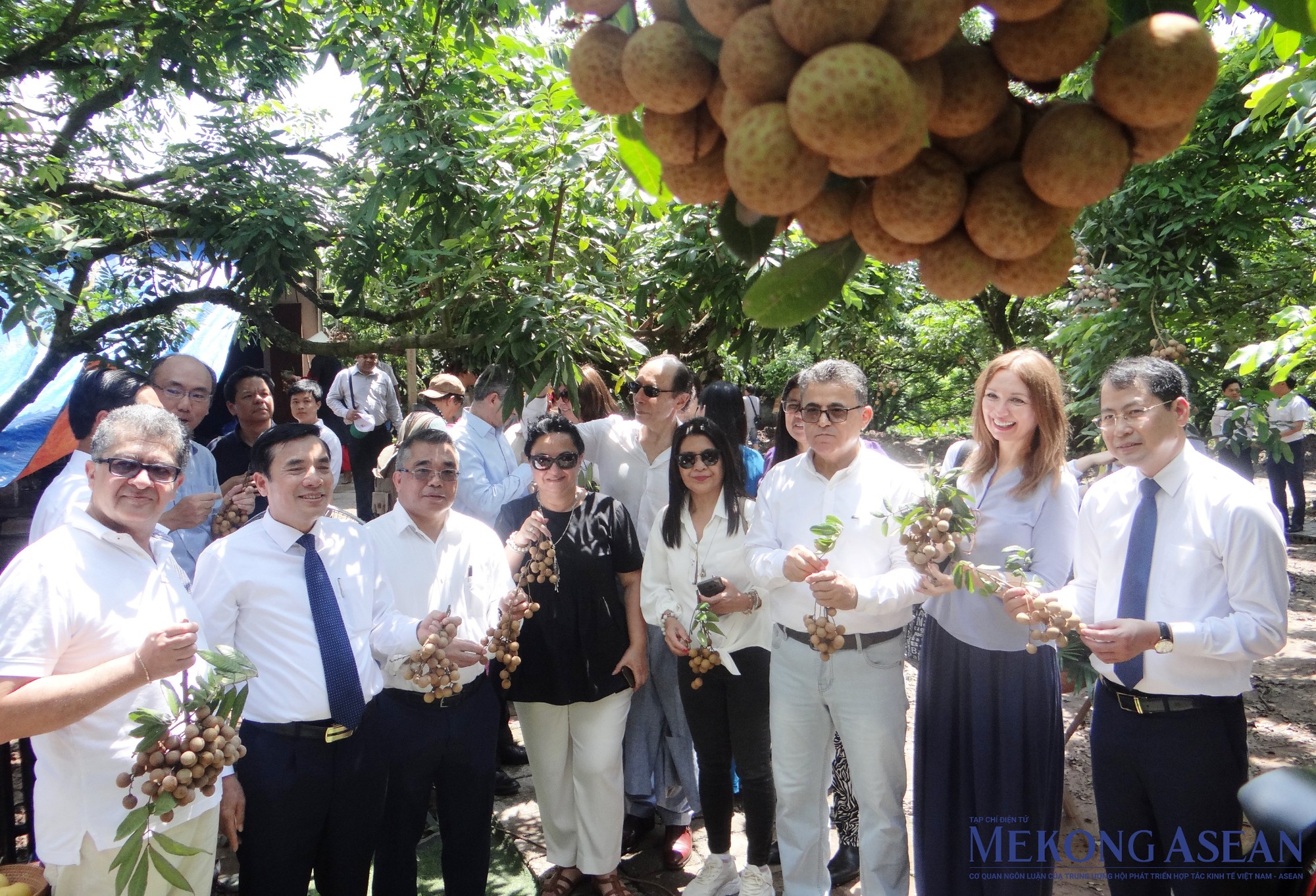 C&aacute;c nh&agrave; ngoại giao quốc tế trải nghiệm vườn nh&atilde;n được trồng v&agrave; chăm s&oacute;c theo hướng hữu cơ tại x&atilde; Hồng Nam.