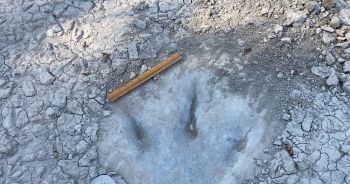 Hạn hán làm xuất lộ dấu chân khủng long 113 triệu năm tại Texas