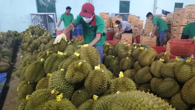 M&atilde; v&ugrave;ng trồng tạo thế kh&oacute; cho doanh nghiệp xuất khẩu sầu ri&ecirc;ng