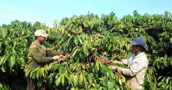 Mỹ là thị trường nhập khẩu nhiều nhất hàng nông sản của Việt Nam