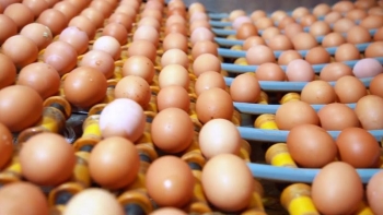 Hong Kong gỡ bỏ lệnh cấm nhập trứng, gia cầm từ 4 tỉnh của Việt Nam