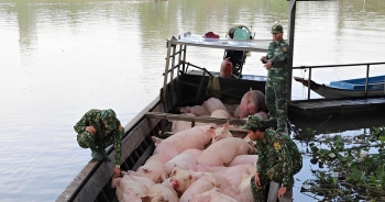 Thủ tướng chỉ đạo khẩn ngăn chặn buôn bán trái phép lợn vào Việt Nam