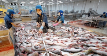Xuất khẩu cá tra có thể chạm mốc 1 tỷ USD trong 7 tháng đầu năm
