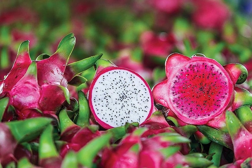 &amp;amp;quot;Xanh h&oacute;a&amp;amp;quot; ng&agrave;nh h&agrave;ng thanh long tăng gi&aacute; trị xuất khẩu. Ảnh minh họa.