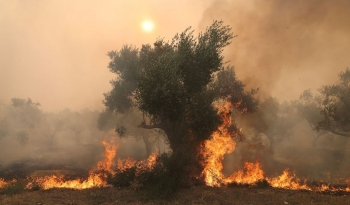 Cháy rừng hoành hành khắp miền nam châu Âu