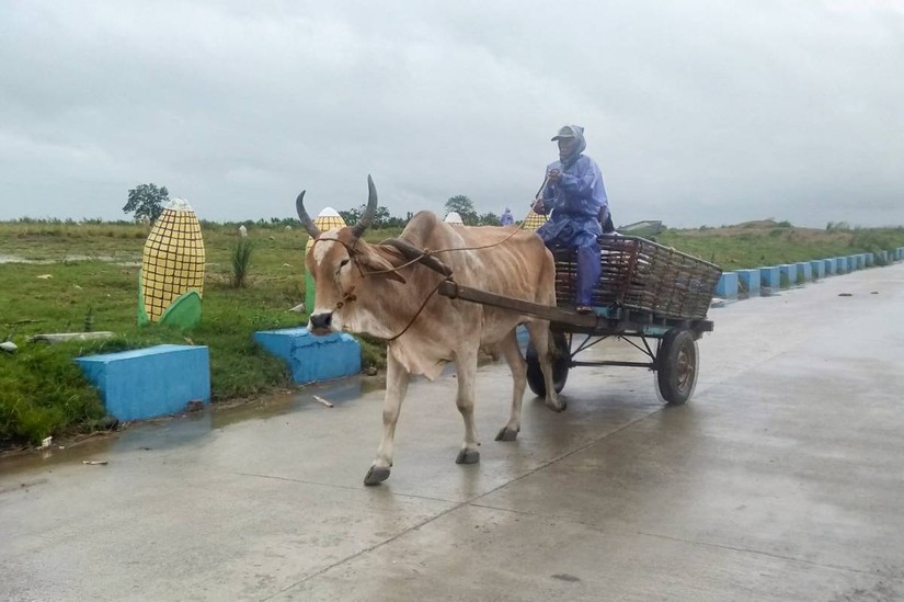 Một người đ&agrave;n &ocirc;ng sơ t&aacute;n gia s&uacute;c khi b&atilde;o Saola qu&eacute;t qua Ilagan, tỉnh Isabela, ng&agrave;y 27/8. Ảnh: AFP