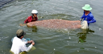 Cà Mau muốn phát triển nghề nuôi sò huyết thành ngành kinh tế giá trị cao