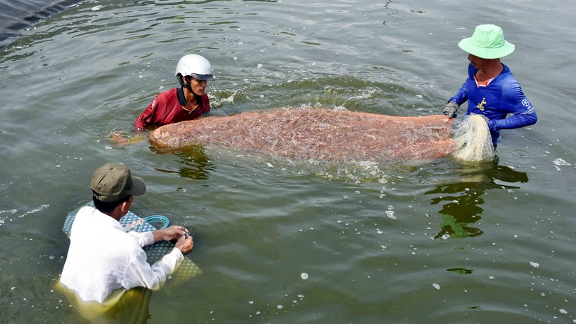 Tổng vốn thực hiện Đề &aacute;n l&agrave; tr&ecirc;n 236 tỷ đồng. Ảnh minh họa: CTTĐT Đảng bộ huyện C&aacute;i Nước (C&agrave; Mau)