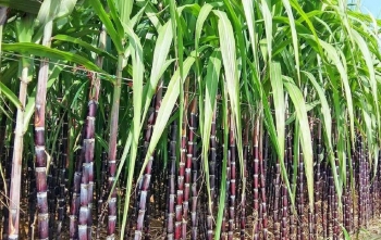 Bộ Công Thương điều tra áp dụng biện pháp chống bán phá giá sản phẩm mía đường