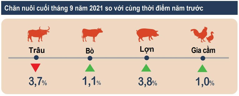 T&igrave;nh h&igrave;nh chăn nu&ocirc;i trong nước Qu&yacute; III v&agrave; 9 th&aacute;ng năm 2021. (Ảnh: Tổng cục thống k&ecirc;)