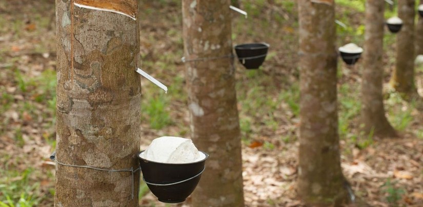 Cao su l&agrave; một trong 7 mặt h&agrave;ng n&ocirc;ng nghiệp đạt tr&ecirc;n 2 tỷ USD
