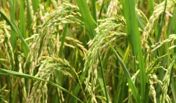 Ấn Độ hạn chế xuất khẩu gạo để đảm bảo nguồn cung nội địa