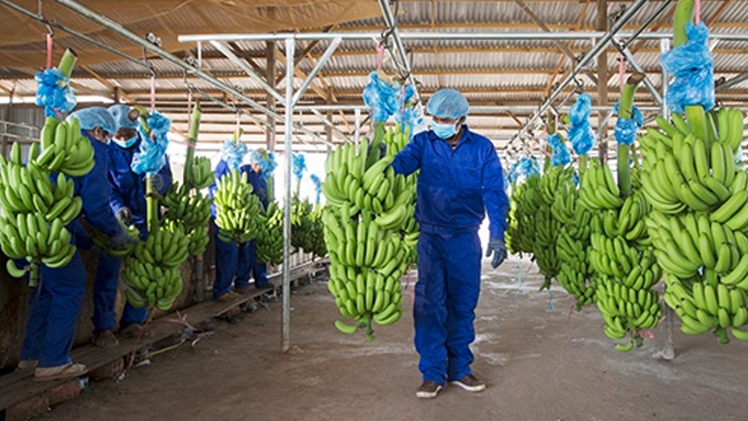 HAGL Agrico giải thể c&ocirc;ng ty con