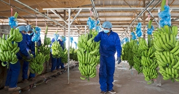 HAGL Agrico giải thể công ty con