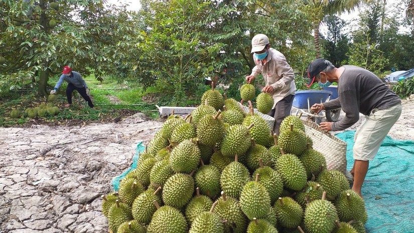 Xuất khẩu sầu ri&ecirc;ng, Bộ trưởng L&ecirc; Minh Hoan k&ecirc;u gọi một sự &amp;amp;apos;chuy&ecirc;n nghiệp&amp;amp;apos;