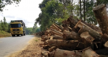 Doanh nghiệp ngành gỗ và rủi ro thành 'tù nhân dự bị' bất cứ lúc nào