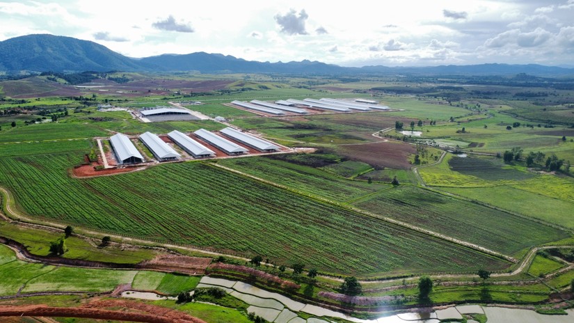 Trang trại của Vinamilk tại L&agrave;o nằm tr&ecirc;n v&ugrave;ng cao nguy&ecirc;n rộng lớn, m&aacute;t mẻ.