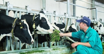 Hà Nội định hướng lại kế hoạch phát triển ngành chăn nuôi bò