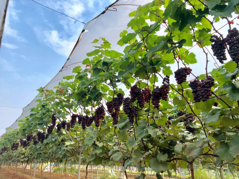 M&ocirc; h&igrave;nh trồng nho đen ở Đan Phượng - H&agrave; Nội.
