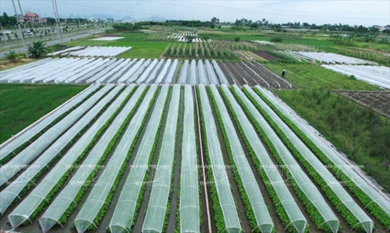 Trồng rau v&ugrave;ng ven đ&ocirc; H&agrave; Nội.